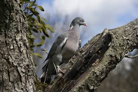 Attēlu rezultāti vaicājumam “Columba palumbus adult”