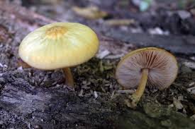 Attēlu rezultāti vaicājumam “Pluteus leoninus”