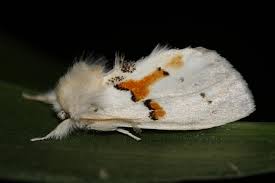 Attēlu rezultāti vaicājumam “Leucodonta bicoloria imago”