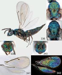 Attēlu rezultāti vaicājumam “Cystiphora sanguinea”