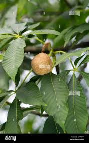 Attēlu rezultāti vaicājumam “Aesculus x hybrida fruit”