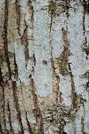 Attēlu rezultāti vaicājumam “Pertusaria amara”