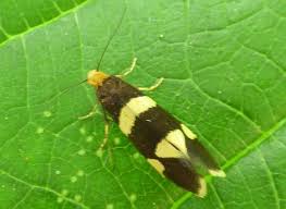 Attēlu rezultāti vaicājumam “Incurvaria praelatella”