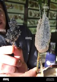 Attēlu rezultāti vaicājumam “Didymium spongiosum”