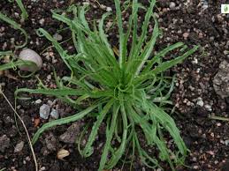 Attēlu rezultāti vaicājumam “Tragopogon pratensis subsp. pratensis leaf”
