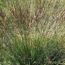 Attēlu rezultāti vaicājumam “Molinia caerulea leaf”