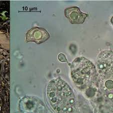 Attēlu rezultāti vaicājumam “Rimbachia neckerae”