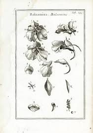 Attēlu rezultāti vaicājumam “Impatiens noli-tangere leaf”