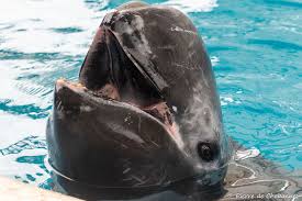 Image result for Grampus griseus