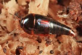 Attēlu rezultāti vaicājumam “Tachyporus sp.”