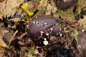 Attēlu rezultāti vaicājumam “Hymenoscyphus fructigenus var. coryli”