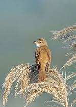 Attēlu rezultāti vaicājumam “Acrocephalus arundinaceus adult”