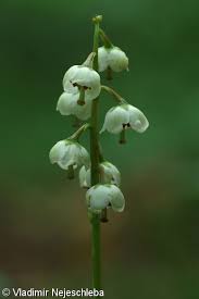 Attēlu rezultāti vaicājumam “Pyrola media”