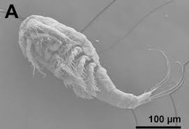 Attēlu rezultāti vaicājumam “Copepoda”