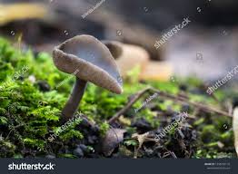 Attēlu rezultāti vaicājumam “Helvella macropus”