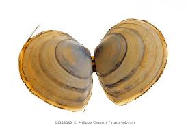 Attēlu rezultāti vaicājumam “Macoma baltica”