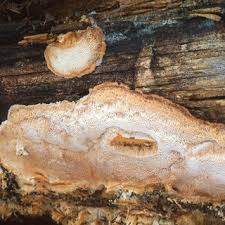 Attēlu rezultāti vaicājumam “Hapalopilus aurantiacus”