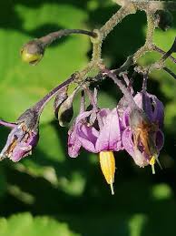 Attēlu rezultāti vaicājumam “Solanum dulcamara flower”