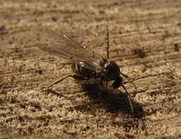 Attēlu rezultāti vaicājumam “Andricus quercuscorticis”