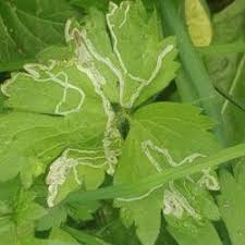 Attēlu rezultāti vaicājumam “Phytomyza ranunculi”