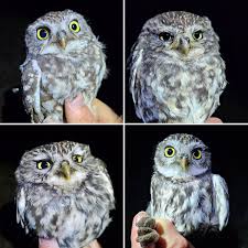 Attēlu rezultāti vaicājumam “Periparus ater adult”