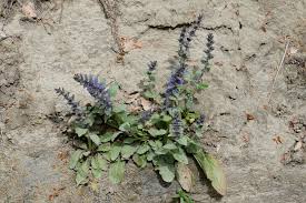 Attēlu rezultāti vaicājumam “Ajuga genevensis leaf”