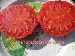Afbeeldingsresultaat voor stump of the world tomato