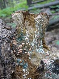 Attēlu rezultāti vaicājumam “Hypocrea rufa”