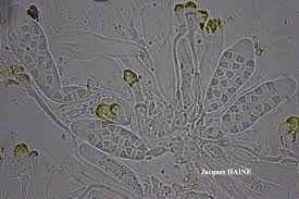 Attēlu rezultāti vaicājumam “Caloplaca saxicola”