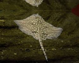 Image result for Raja clavata