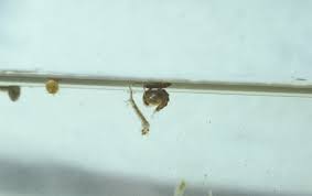 Attēlu rezultāti vaicājumam “Culex pipiens larva”