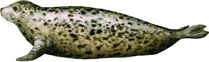 Image result for Phoca vitulina