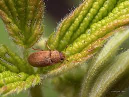 Attēlu rezultāti vaicājumam “Byturidae”