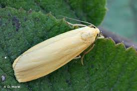 Attēlu rezultāti vaicājumam “Eilema sororcula”