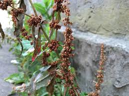 Attēlu rezultāti vaicājumam “Rumex crispus fruit”