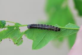 Attēlu rezultāti vaicājumam “Orthosia larvae”