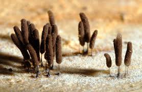 Attēlu rezultāti vaicājumam “Stemonitopsis amoena macro”