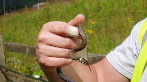 Attēlu rezultāti vaicājumam “Natrix natrix”