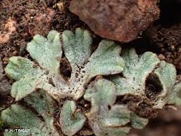 Attēlu rezultāti vaicājumam “Riccia bifurca”