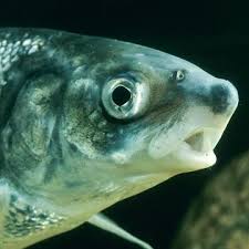 Image result for Coregonus oxyrinchus