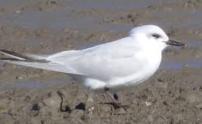 Image result for Gelochelidon nilotica