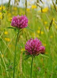 Attēlu rezultāti vaicājumam “Trifolium pratense flower”