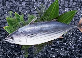 Image result for Katsuwonus pelamis