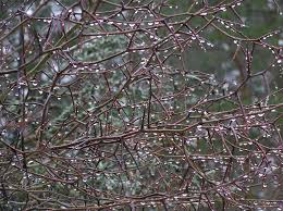 Attēlu rezultāti vaicājumam “Crataegus submollis”