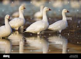 Image result for Anser caerulescens
