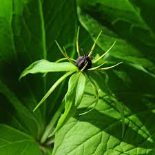 Attēlu rezultāti vaicājumam “Paris quadrifolia”