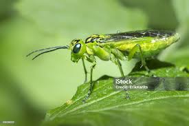 Attēlu rezultāti vaicājumam “Rhogogaster viridis”