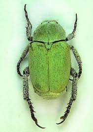 Attēlu rezultāti vaicājumam “Hoplia parvula”