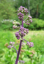 Attēlu rezultāti vaicājumam “Thalictrum aquilegifolium leaf”
