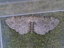 Attēlu rezultāti vaicājumam “Anticollix sparsata”